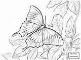 Ulysses Morpho Borboleta Kupu Bunga Montanha Mewarnai Ulisses Coloringbay Farfalle Farfalla Wajib Ulisse sketch template