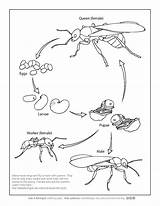 Cycle Life Ant Coloring Pages Plant Getcolorings Printable Color Coloringbay Print sketch template