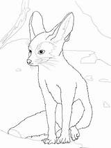 Fennec Fox Coloring Pages Drawing Wolf Color Baby Mountain Getdrawings Drawings Printable Lion Template Sketch Supercoloring sketch template