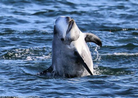 species   lowest teeth count   dolphins