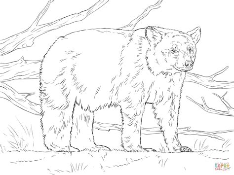 realistic american black bear coloring page  printable coloring pages