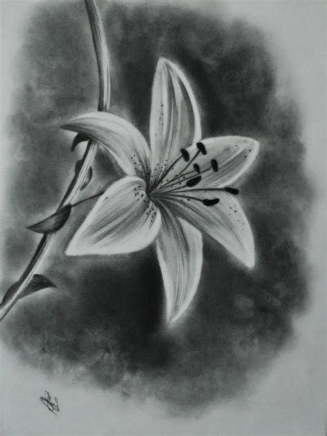pencil sketches  flowers  paintingvalleycom explore collection