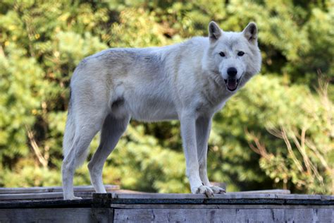 arctic wolf canis lupus arctos zoochat