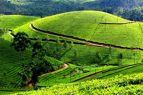 famous tea plantation land munnar adamseo