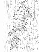 Kleurplaten Schildpadden Kleurplaat Coloring Turtles Fun Kids Zo Van sketch template