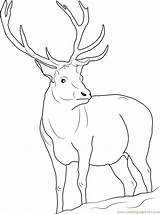 Deer Coloring Pages Reindeer Antler Realistic Drawing Female Color Rudolph Getcolorings Coloringpages101 Getdrawings Tested sketch template