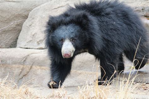 philadelphia zoo announces birth  sloth bear cub breaking   year
