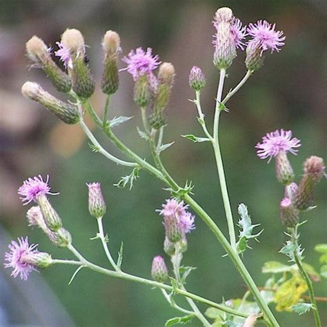 Canada Thistle Organic Hand Crafted Healing Flower Essences