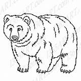 Bear Clipart Grizzly Drawing Face Line Clip Getdrawings Illustration Wildlife Transparent Fierce Template Webstockreview Coloring Etsy Paintingvalley sketch template