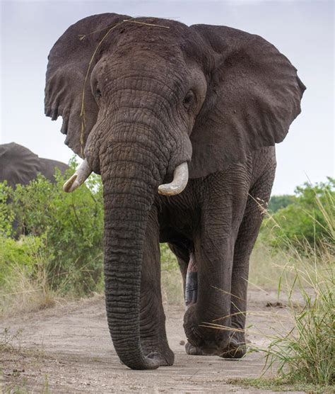 astonishing facts  african elephants