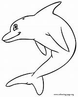 Dolphin Dolphins Friendly Colouring Jumping sketch template