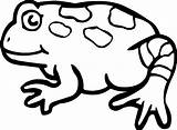 Coloring Frog Side Wecoloringpage sketch template