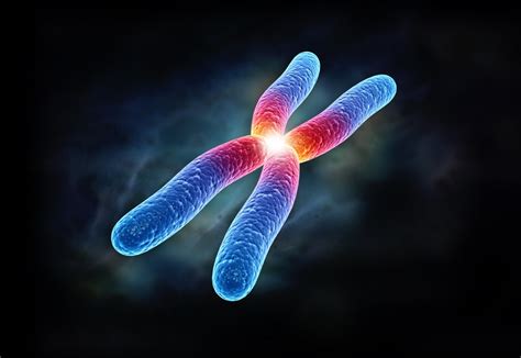scientists create human chromosome alternative