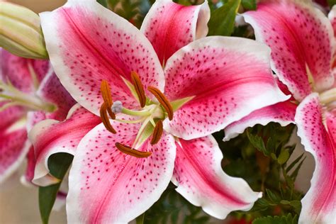 stargazer lily care  growing tips
