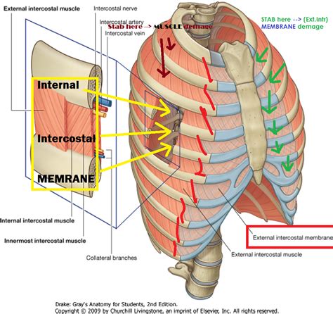 fcps prep batch   intercostal muscle  intercostal membrane
