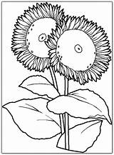 Sunflowers Gogh Van Coloring Getdrawings sketch template
