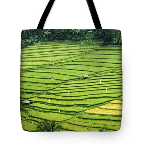 Bali Indonesia Rice Fields Photograph By Bob Christopher