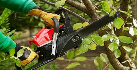 reasons  hire experts  tree removal  pruning  winter