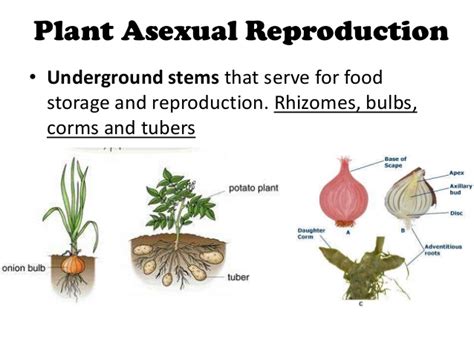 Advantages And Disadvantages Of Asexual Reproduction In Plants