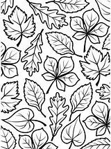 Embossing Darice Folder Foliage Folders Pages Fall Choose Board Borders A2 Size sketch template