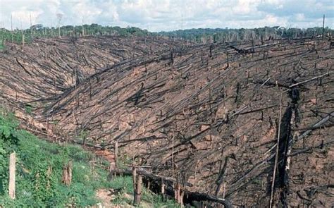 10 Facts About Deforestation In The Amazon Rainforest
