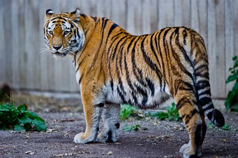 filecaptive siberian tiger copenhagen zoo denmarkjpg