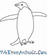 Penguin Adelie Drawing Draw Feet Coloring Drawings Easy 74kb 350px Paintingvalley Tutorial Print sketch template