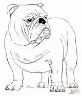Coloring English Bulldog Pages Draw Puppy Printable Drawing French Dogs Step Dog Georgia Buldog Bulldogs British Drawings Clipart Template Realistic sketch template