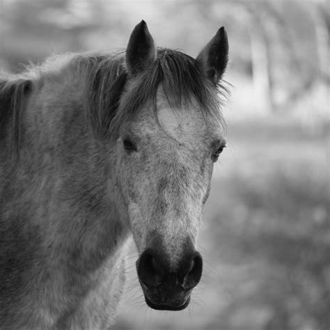 horse head grayscale photo  stock photo