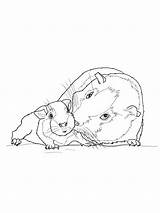 Guinea Pig Meerschweinchen Ausmalbild Colouring Pigs Coloringhome Customize Insertion sketch template