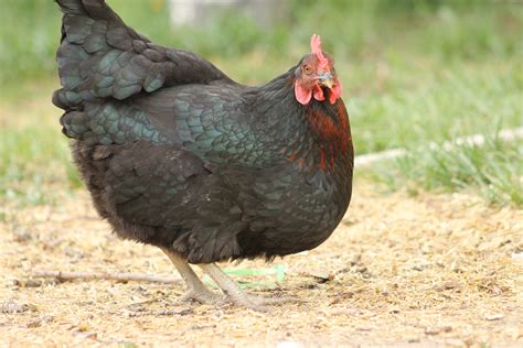 black sex link chicken backyard chickens learn how to