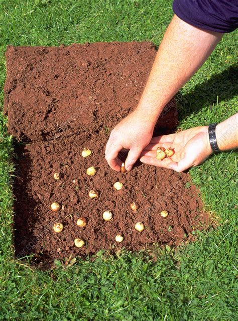 planting bulbs stock image  science photo library