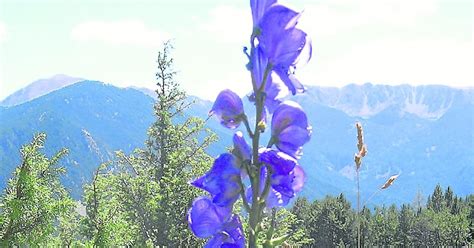 decouvrir  kuva flor azul venenosa thptnganamsteduvn