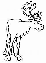 Caribou Coloring Coloriage Pages Color Drawings Clipart Animals Animal Drawing Print Back Clipartmag sketch template