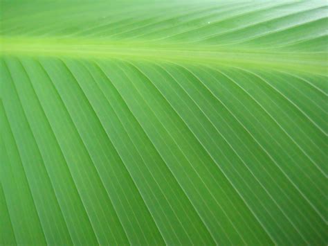 palmenblatt palmen makros natur