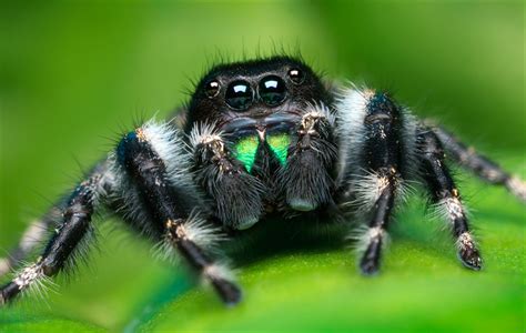 adult bold jumping spider phidippus audax ubicaciondepersonas