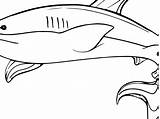 Shark Coloring Pages Cute Mako Getcolorings Whale Printable Dazzling sketch template