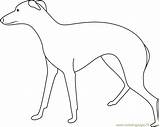 Greyhound Coloring Dog Large Pages Coloringpages101 Dogs sketch template