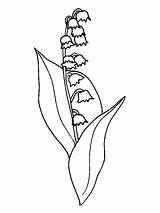 Lily Valley Coloring Pages Flower Printable Getcolorings sketch template
