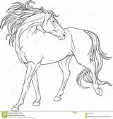Cavalos Cheval Cavalo Pferd Malbuch Einem Coloringcity sketch template