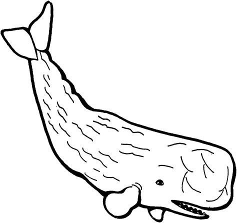 whale coloring page  kids picture animal place