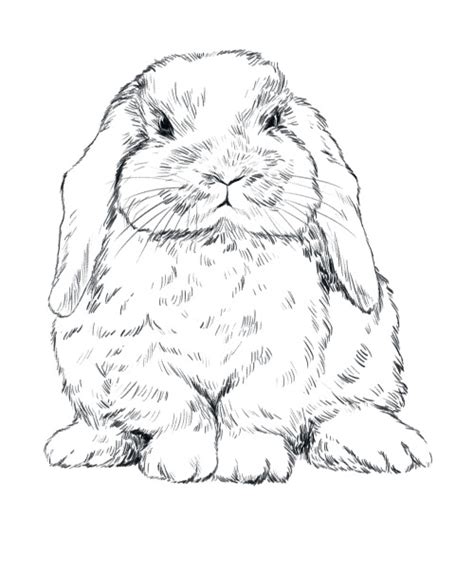 lop eared bunny  tumblr