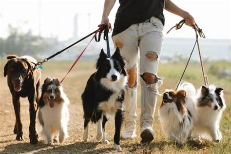 great tips  walking multiple dogs   professional dog walker pethelpful