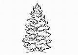 Invierno árbol sketch template