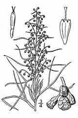 Sagebrush Drawing Artemisia Filifolia Sage Sand Painting Getdrawings sketch template