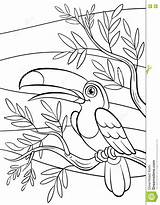 Tukan Kolorowanka Kolorowanki Toekan Kleurende Vogels Weinig Ptak Druku Oiseaux Coloration Toucan Mignon Sveglio Pagine Uccelli Piccolo Coloritura Tucano Ptaki sketch template