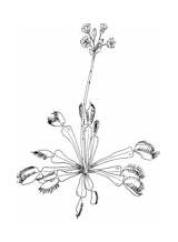 Venus Coloring Trap Fly Flytrap Dionaea Muscipula Pages sketch template