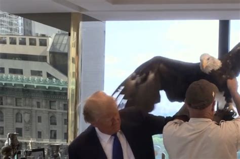 bald eagle attacked donald trump   photo shoot