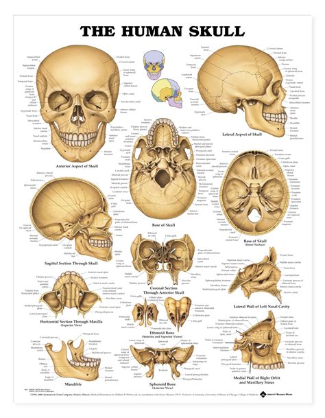 human skull diagrams  diagrams