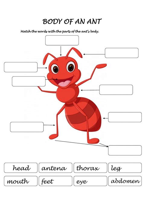 ant worksheets printables  lyana worksheets